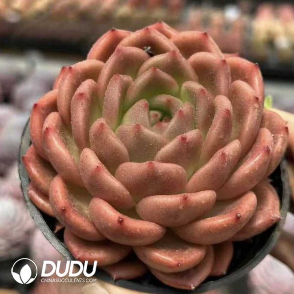 Echeveria Invincible Eastern - Image 2