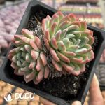 Echeveria Pink Daffodil Double Head - Image 2