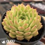 Echeveria Golden Light - Image 2