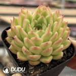 Echeveria Golden Light - Image 2