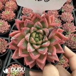 Echeveria Red Lotus Platform - Image 2