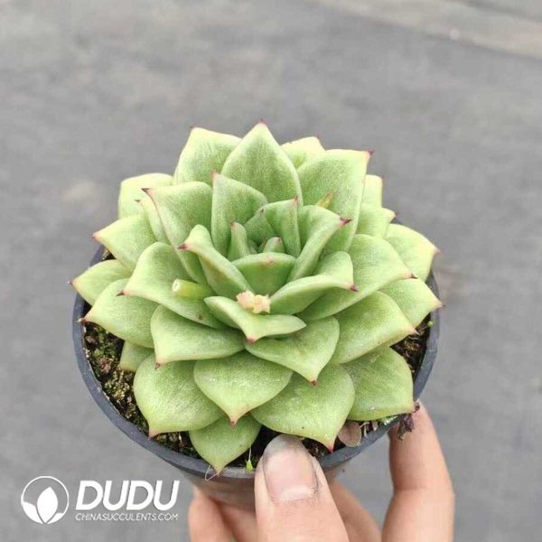 Echeveria green rose Variegated - Image 2