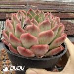 Echeveria Plectropomus leopardus - Image 2