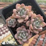 Echeveria Imperial Concubine Pink Ice Jade Clustering - Image 2
