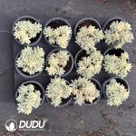 Sedum pachyphyllum variegated Clustering - Image 2