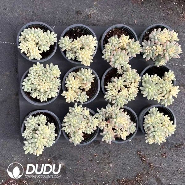 Sedum pachyphyllum variegated Clustering - Image 2