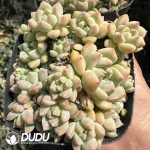 Echeveria Pink Grapevine Clustering - Image 2