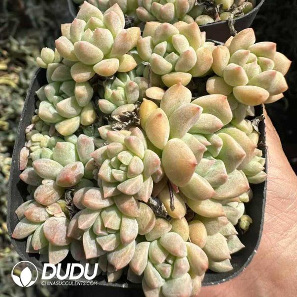 Echeveria Pink Grapevine Clustering - Image 2