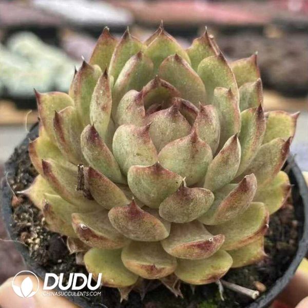 Echeveria Phoenix Orange - Image 2