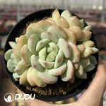 Echeveria Vanilla Bubbles - Image 2