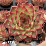 Echeveria Dongyunshao - Image 2