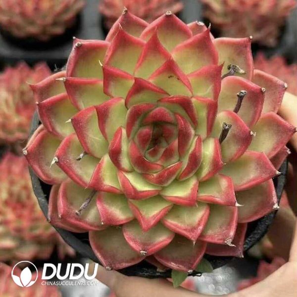 e202-402.jpg Echeveria Dongyunshao - Image 2