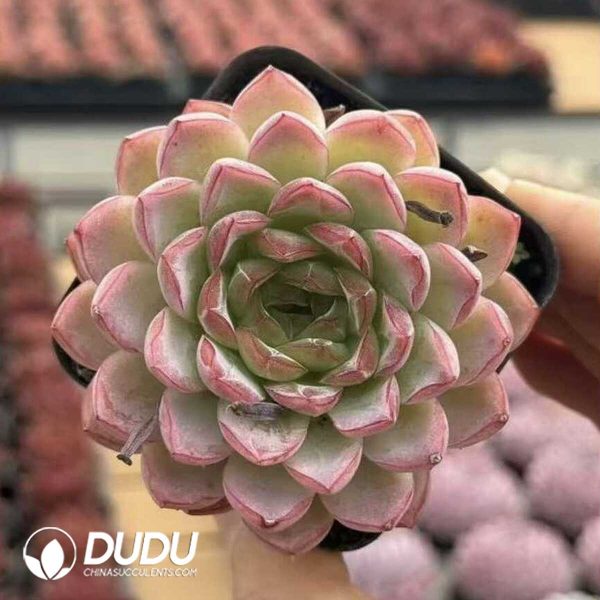 e202-403.jpg Echeveria Dopamine - Image 2