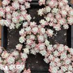 Sedum Cherry Blossom Rolly Clustering - Image 2