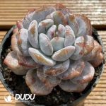 Echeveria Orange Monroe - Image 2