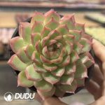 Echeveria Starry Night - Image 2