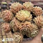 Echeveria Onslow Clustering - Image 2