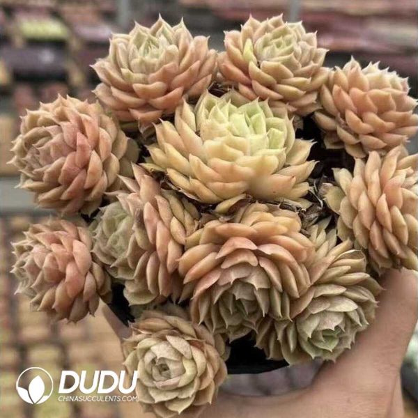 Echeveria Onslow Clustering - Image 2