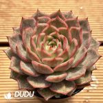 Echeveria Solitary Cicada - Image 2