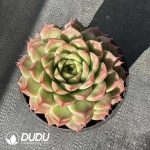 Echeveria Perfume Ertai - Image 2