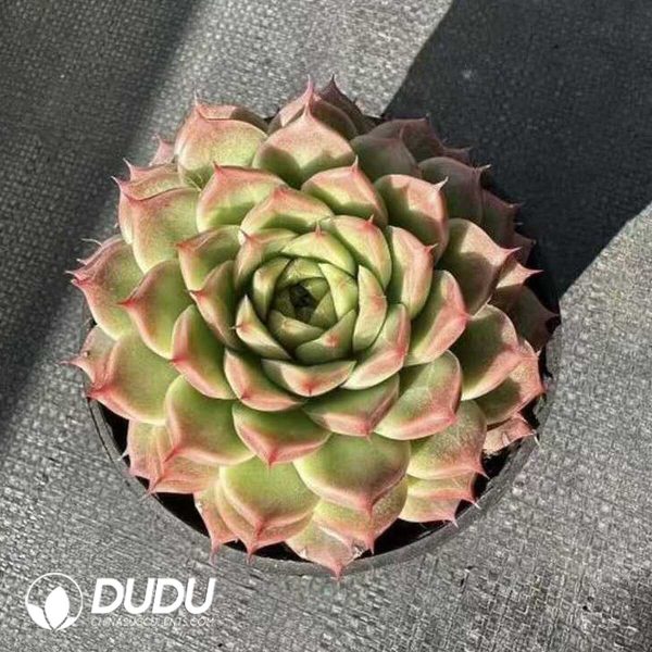 e202-409.jpg Echeveria Perfume Ertai - Image 2