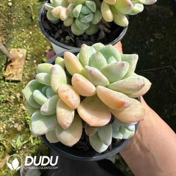 Echeveria Seremban - Image 2