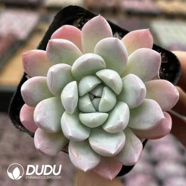 Echeveria Frozen - Image 2