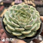 Echeveria Bulgari - Image 2