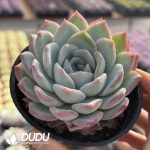 Echeveria Water Green - Image 2