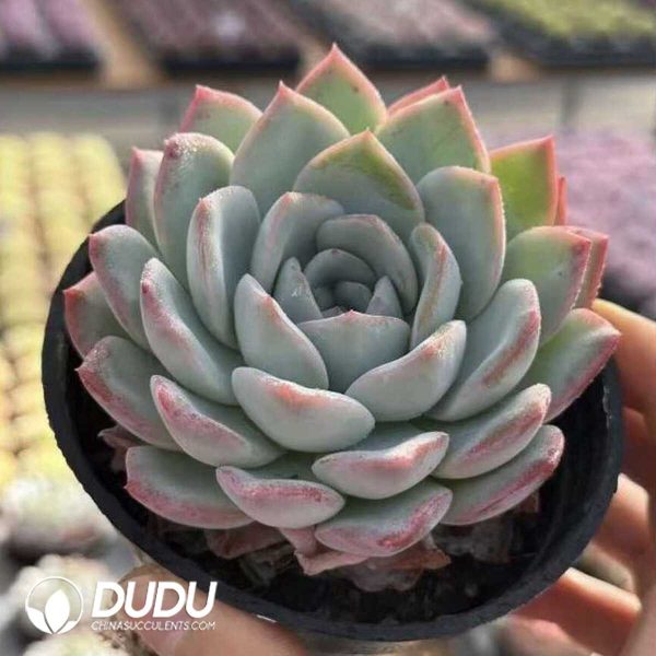 e202-412.jpg Echeveria Water Green - Image 2