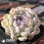Echeveria Margaret - Image 2