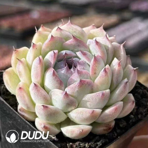 Echeveria Margaret - Image 2