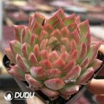 Echeveria Desert Passion - Image 2