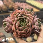 Echeveria Bao Qing Fang - Image 2