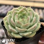Echeveria Platonic Love - Image 2