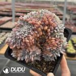 Echeveria Orange Cristata - Image 2