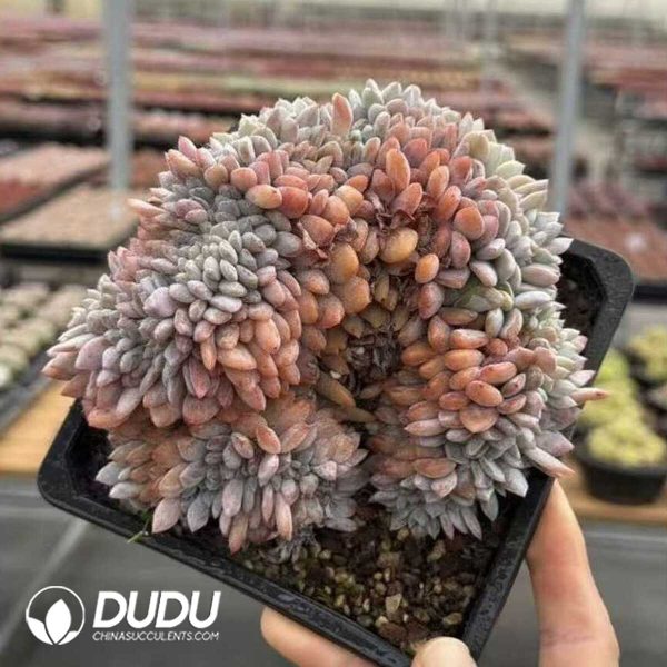 e202-418.jpg Echeveria Orange Cristata - Image 2