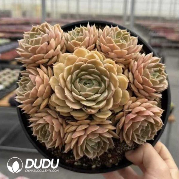 Echeveria Crystal Onslow Cluster - Image 2