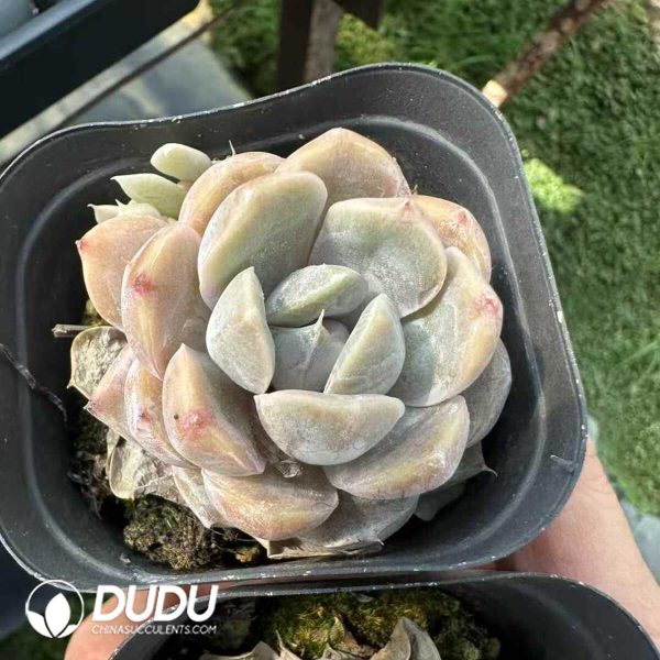 Echeveria Hamburger - Image 2