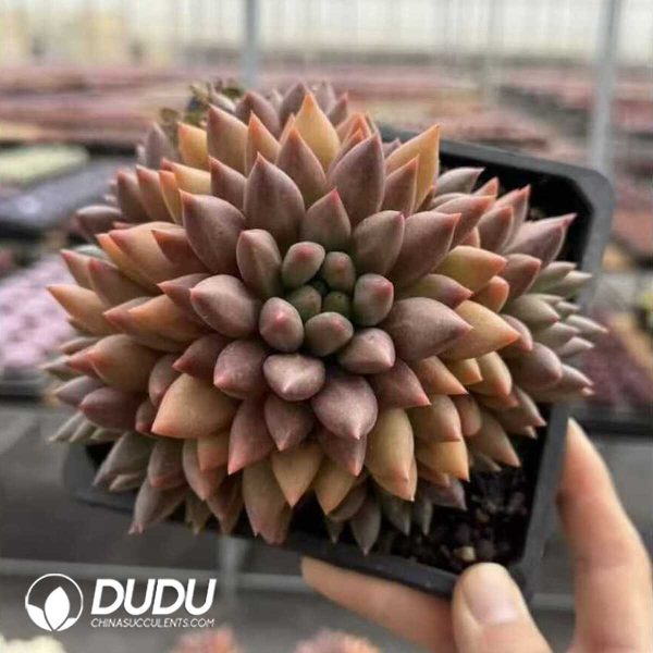 e202-420.jpg Echeveria Yuji Cluster - Image 2