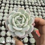 Echeveria White Peach Oolong - Image 2