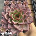 Echeveria Diamond Star - Image 2