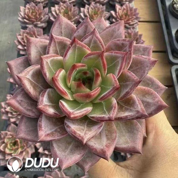 e202-423.jpg Echeveria Diamond Star - Image 2