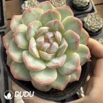 Echeveria The Old Buddha - Image 2