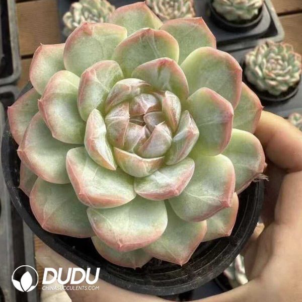 e202-424.jpg Echeveria The Old Buddha - Image 2