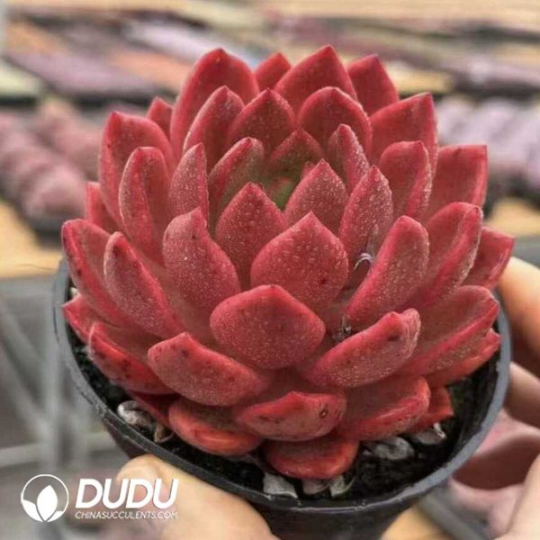 Echeveria Lantern - Image 2