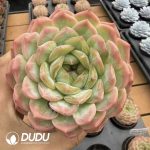 Echeveria Crystal Mandala - Image 2