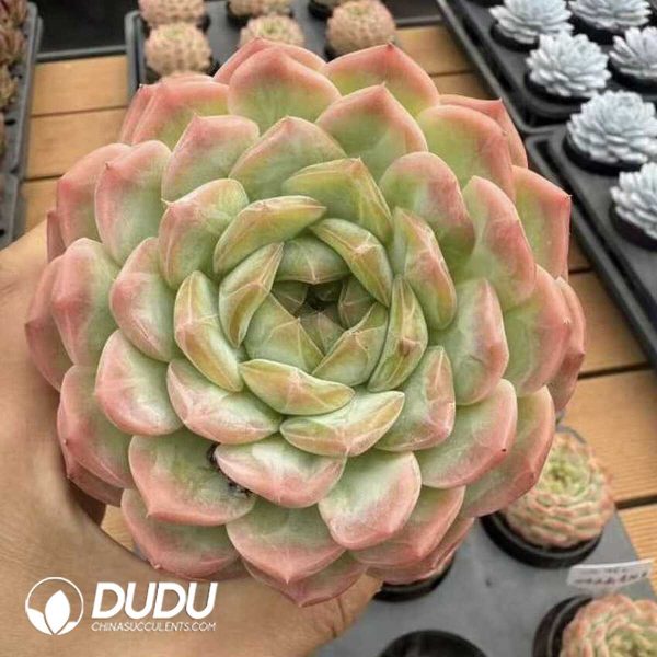 e202-426.jpg Echeveria Crystal Mandala - Image 2