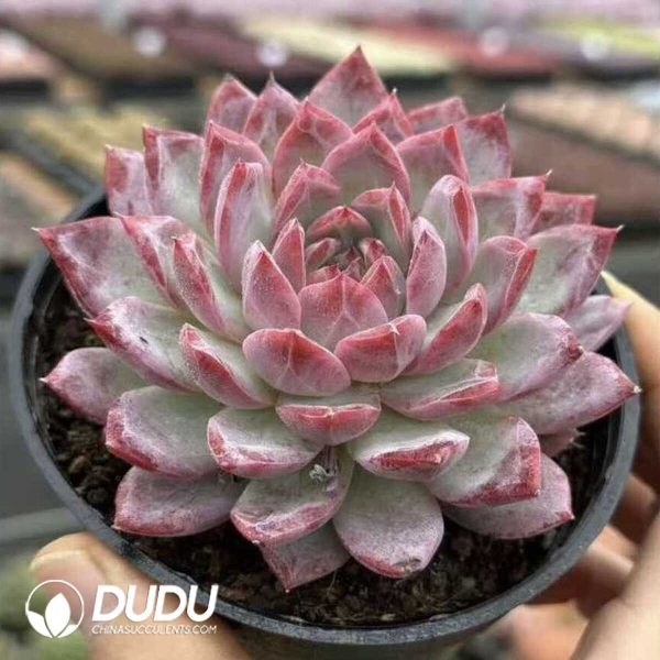 e202-427.jpg Echeveria Seductive - Image 2