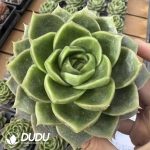 Echeveria Essential Balm - Image 2